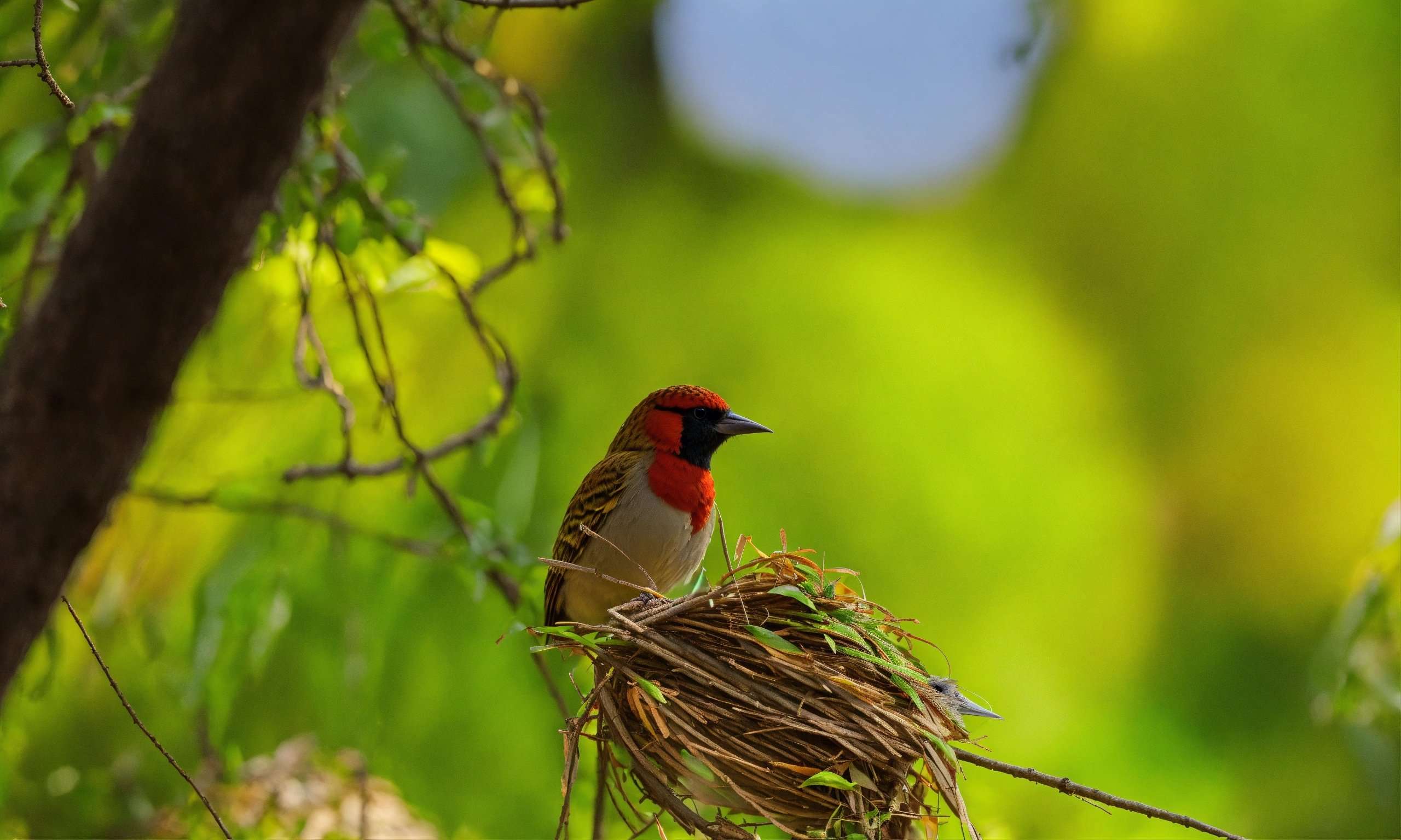  بل بل کی کہانی Urdu Story