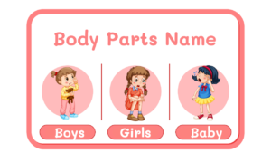 Read more about the article Body Parts Name: Parts Of The Body with Pictures