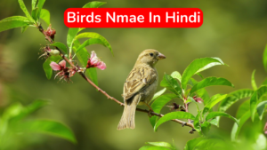 Read more about the article Birds Name In Hindi – List of 50+ Name of Birds